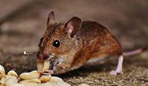 24 Hour & Emergency Exterminators in Parkersburg, WV